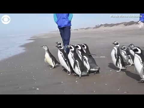 Penguins return to the wild after months of rehab