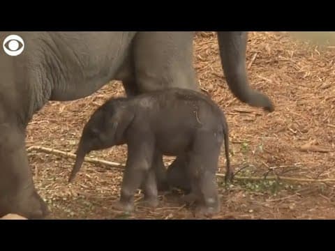 Baby elephant born at zoo in Germany