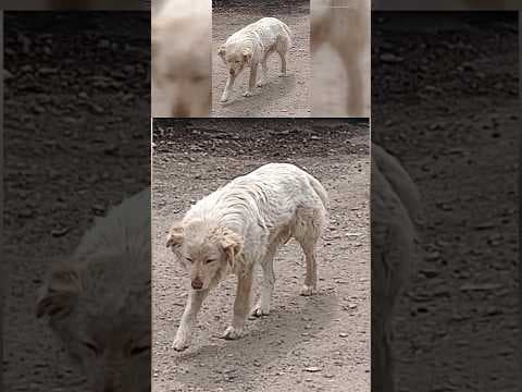 Denver women help capture stray dog who was reportedly shot