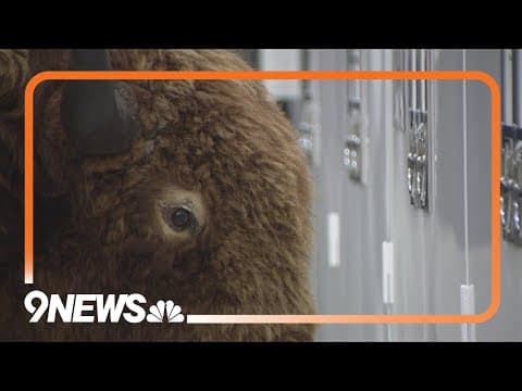 Missing bison found decades later