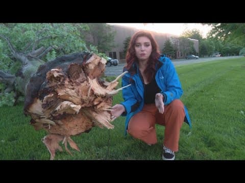 Neighborhood blocked in by downed trees after stormy night