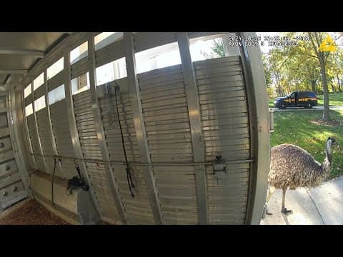Bodycam video shows deputies trying to catch emu in Union County