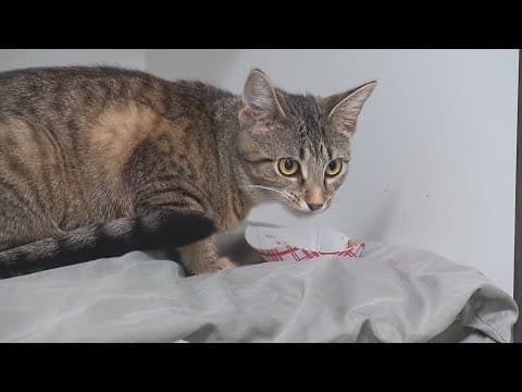 Abandoned animals are finding hope, and a second chance, thanks to Columbus Humane