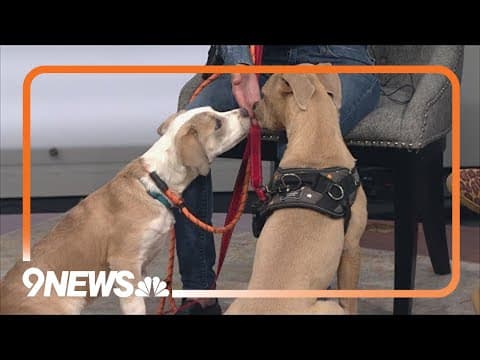 Daisy and Fiona are two adorable puppies looking for a forever home