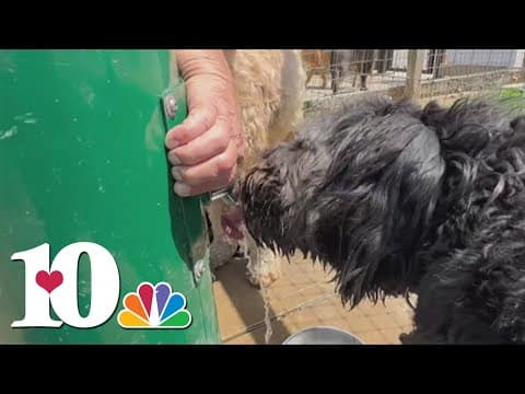 UT vets sending mobile vet clinic to help pets affected by Hurricane Helene