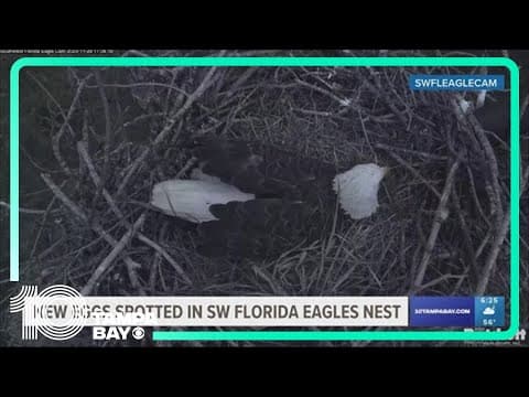 Southwest Florida eagle family gets bigger as another egg spotted in nest