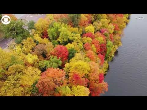 Drone footage captures colorful fall leaves in Minnesota