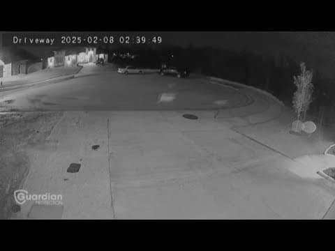 New $6,000 plan in place to contain pack of stray dogs roaming around Godley