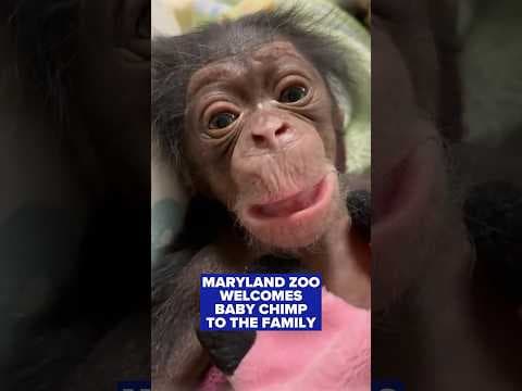 Baby chimpanzee welcomed to the Maryland Zoo family