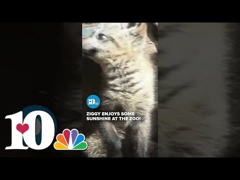 Ziggy the bat-eared fox kit is growing up so fast! #cute #zoo #news #knoxville
