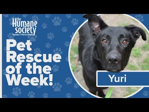Pet Rescue of the Week: Yuri