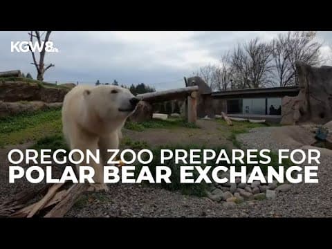 Oregon Zoo prepares for polar bear exchange this fall