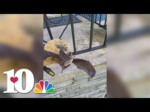 Expert shares why bats are good to have around, ways to seal your homes to keep them out