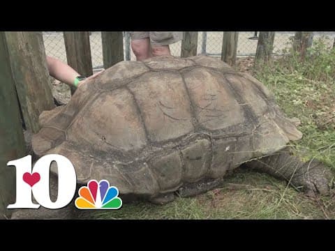 'Big Al,' a tortoise who's around 150 years old, returns to Zoo Knoxville exhibit from winter break