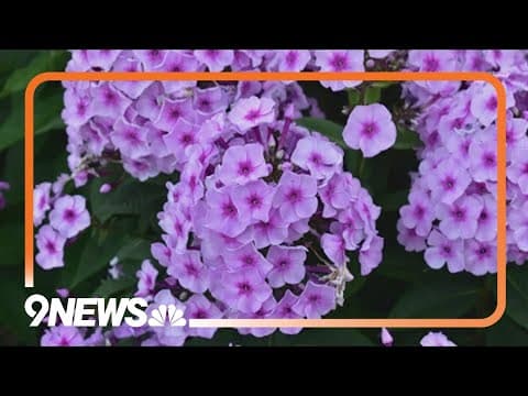 These are the plants that do best in Colorado conditions