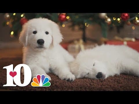 12 Days of Scams: Avoiding puppy scams