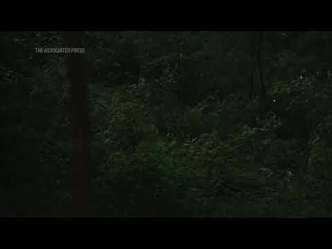 Fireflies are lighting up summer skies. But the glowing bugs are still on the decline