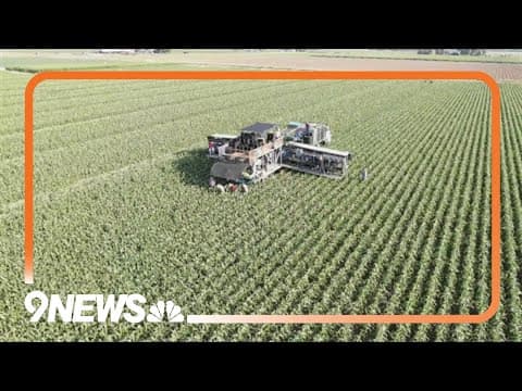 Colorado sweet corn farmers overcoming fires, earworm