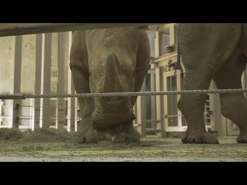 Brand new rhino reserve to open in Zoo Knoxville