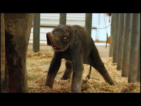 Baby Asian elephant born at Houston Zoo
