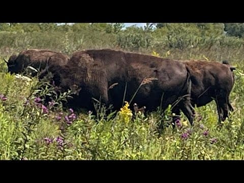 Bison back in Indiana: The IU mascot and the real, majestic animals at a public nature preserve