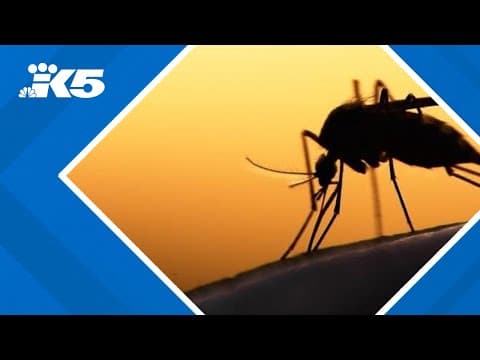 Washington investigates possible first local malaria case