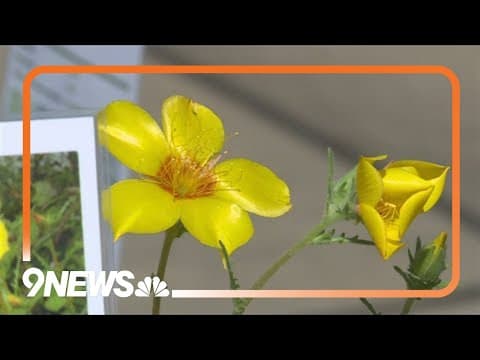 A preview of Denver Botanic Gardens' annual Spring Plant Sale