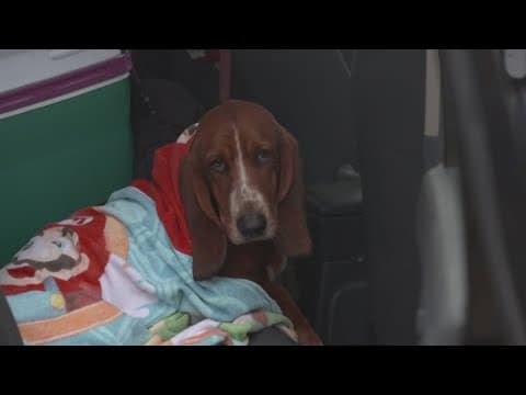 Lost dog in North Texas reunited with family in time for the holidays