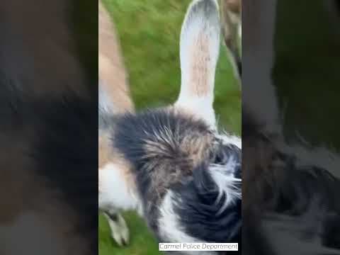 Police officers, K-9 in New York get unusual assignment: wrangling goats #shorts