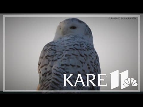Rare snowy owls draw crowds to MSP airport