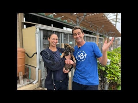 'Spooky Pawty': Chula Vista Animal Services offers 'Free Adoptions' on October 26