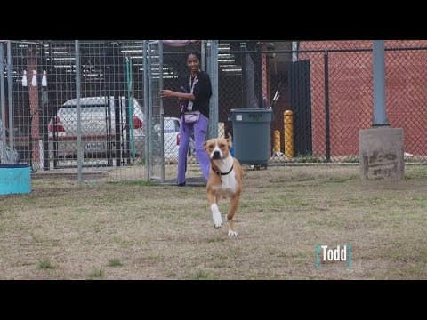 Tailwaggers: Meet Todd