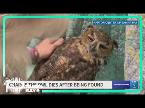 'Charlie the Owl' dies after being found