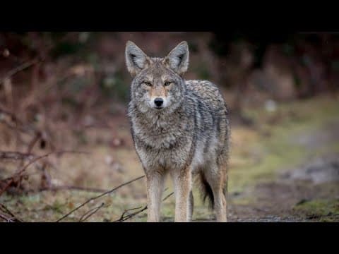 Person bitten by coyote outside south Columbus apartments