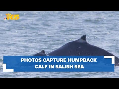 Photos capture first humpback calf to appear in Salish Sea during 2024 whale watching season