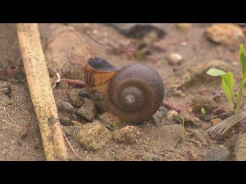 Majority of freshwater fish in southern California carry human-infecting parasites