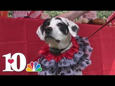 UT Gardens holds 'Howl-O-Ween Pooch Parade and Expo' on Sunday
