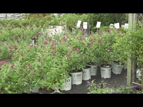 Butterfly festival ready to take flight at Stanley's Greenhouse in South Knoxville