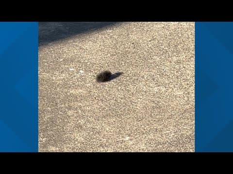 Video shows what appears to be a marshmoth caterpillar in Houston