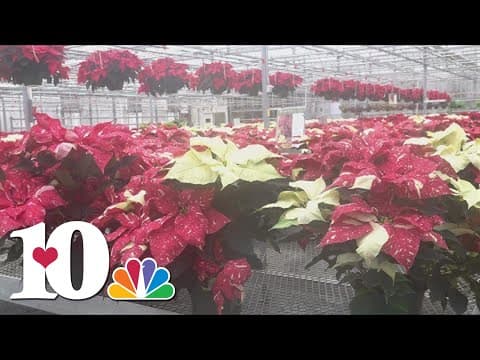 Tips to take care of your holiday plants