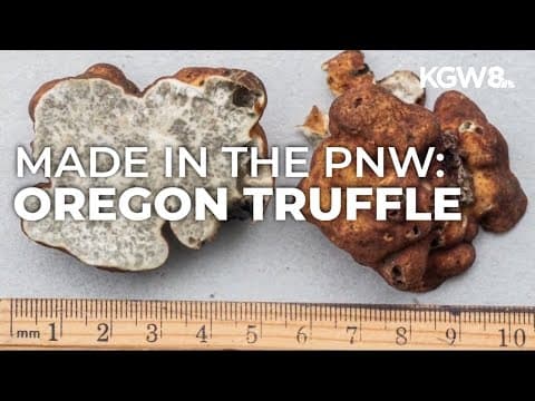 Experts find truffle species is native to Pacific Northwest