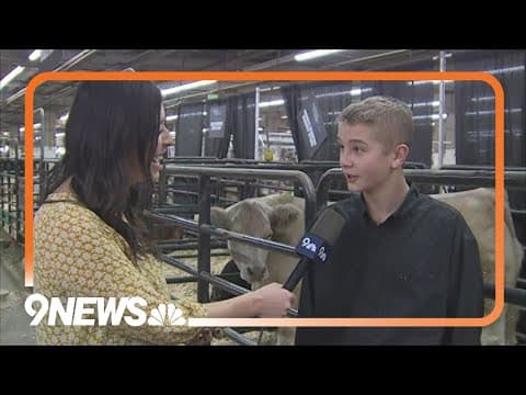 Meet the Grand Champion Steer of the 2024 National Western Stock Show