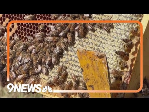 Scientists, environmentalists petitioning to put some of Colorado's native bee species on endangered