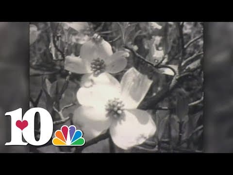 The history of Dogwood Arts in Knoxville