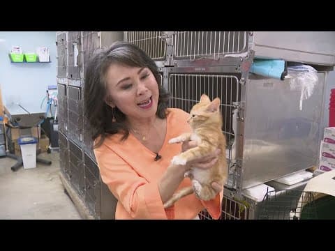 Harris County animal shelter scrambling to protect cats after air-conditioning goes out