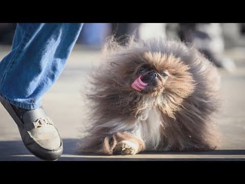 Meet the newest world's ugliest dog!