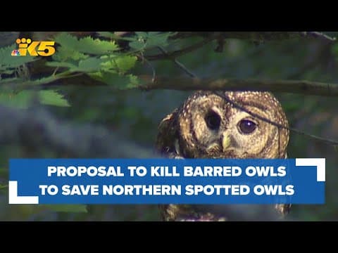 Conservation groups divided on proposal to kill barred owls, which threaten native owls