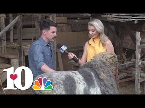 Shearing, Herding and Weaving! || Sheep Sheering Days scheduled for the next 3 Fridays