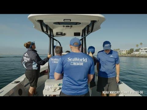 SeaWorld San Diego rescues entangled Humpback Whale off the coast of Carlsbad