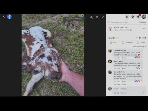 A rare sight: calf with two faces born at Louisiana farm